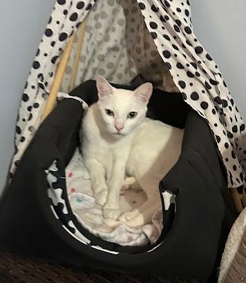 Enlarge Darcy, a ADOPTABLE Domestic Short Hair in Indianapolis, IN image 3/4