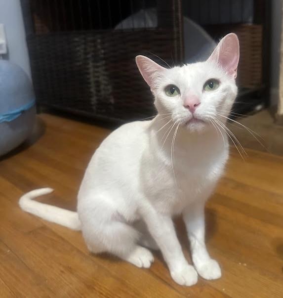 Enlarge Darcy, a ADOPTABLE Domestic Short Hair in Indianapolis, IN image 2/4