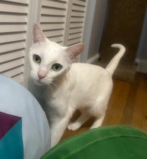 Enlarge Darcy, a ADOPTABLE Domestic Short Hair in Indianapolis, IN image 1/4