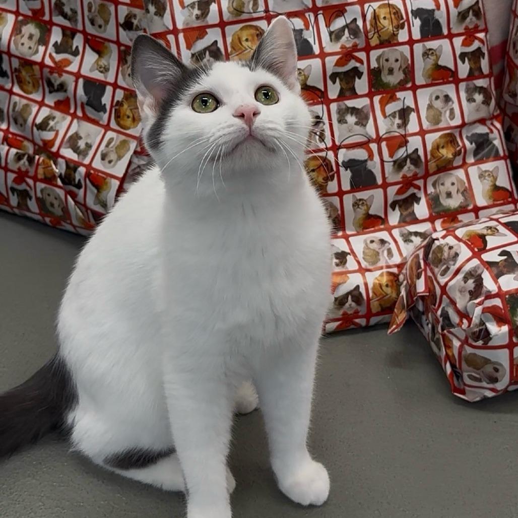 Winks, a Adoptable Domestic Short Hair in Walnut Cove, NC image 1/5