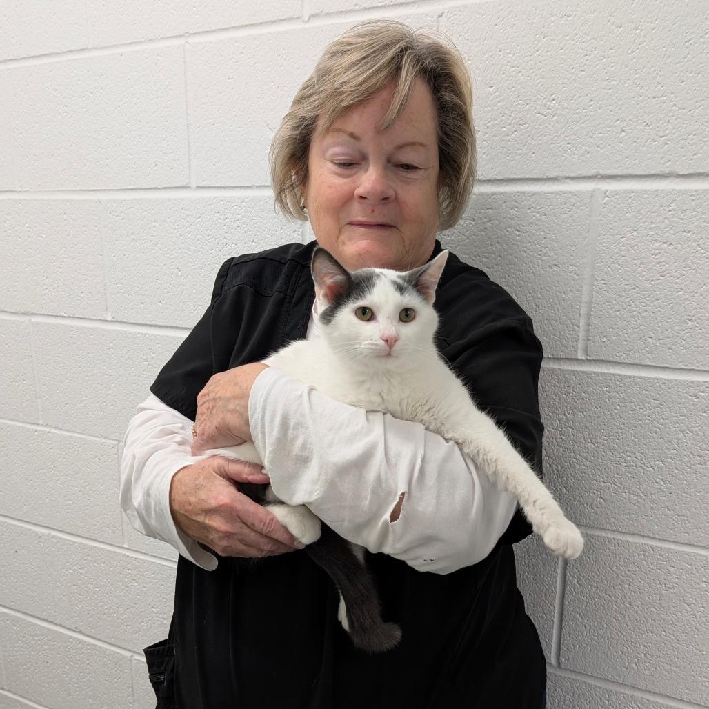 Winks, a Adoptable Domestic Short Hair in Walnut Cove, NC image 2/5