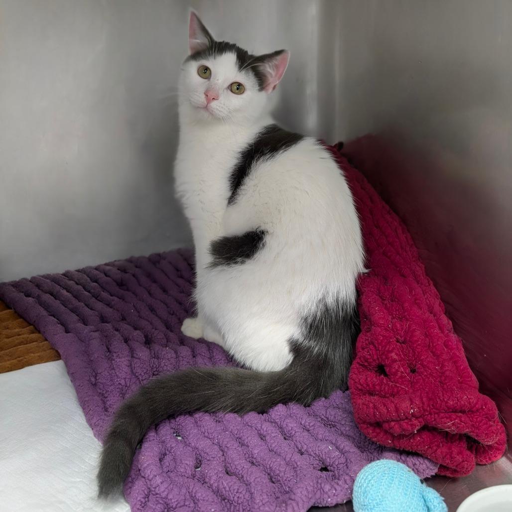 Winks, a Adoptable Domestic Short Hair in Walnut Cove, NC image 3/5