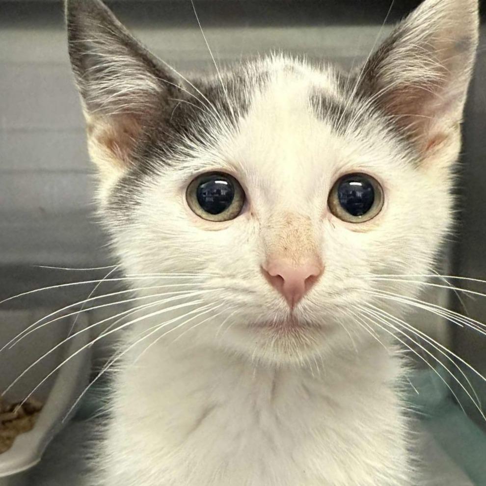 Winks, a Adoptable Domestic Short Hair in Walnut Cove, NC image 5/5