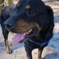 Enlarge Moose, a Adoptable Rottweiler in Ridgeland, SC image 1/1