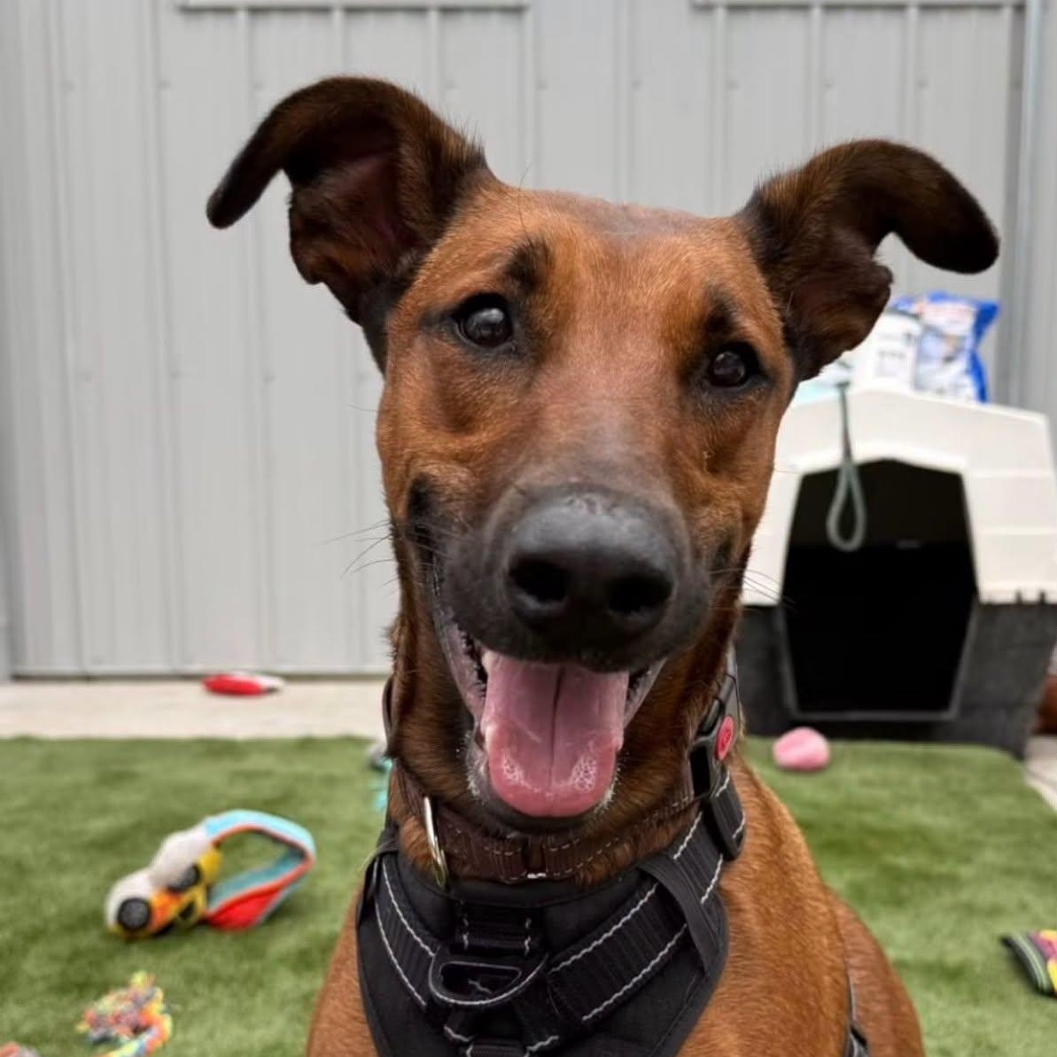 Jazelle, Adopted, Young Female Doberman Pinscher.
