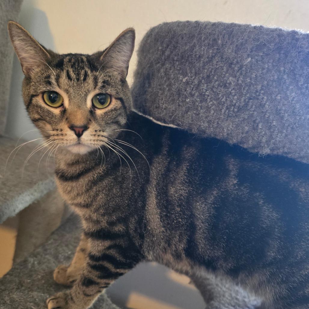 Enlarge Mad Hatter, a Adoptable Domestic Short Hair in Hanna City, IL image 1/4