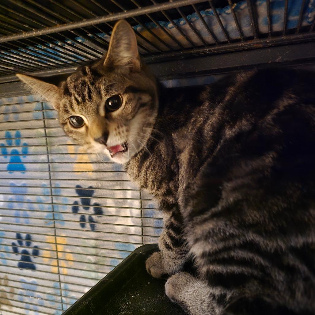 Enlarge Mad Hatter, a Adoptable Domestic Short Hair in Hanna City, IL image 1/3