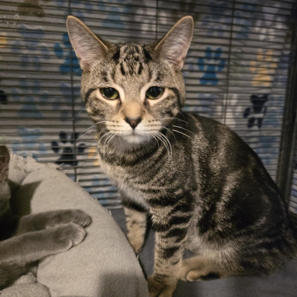 Enlarge Mad Hatter, a Adoptable Domestic Short Hair in Hanna City, IL image 2/3