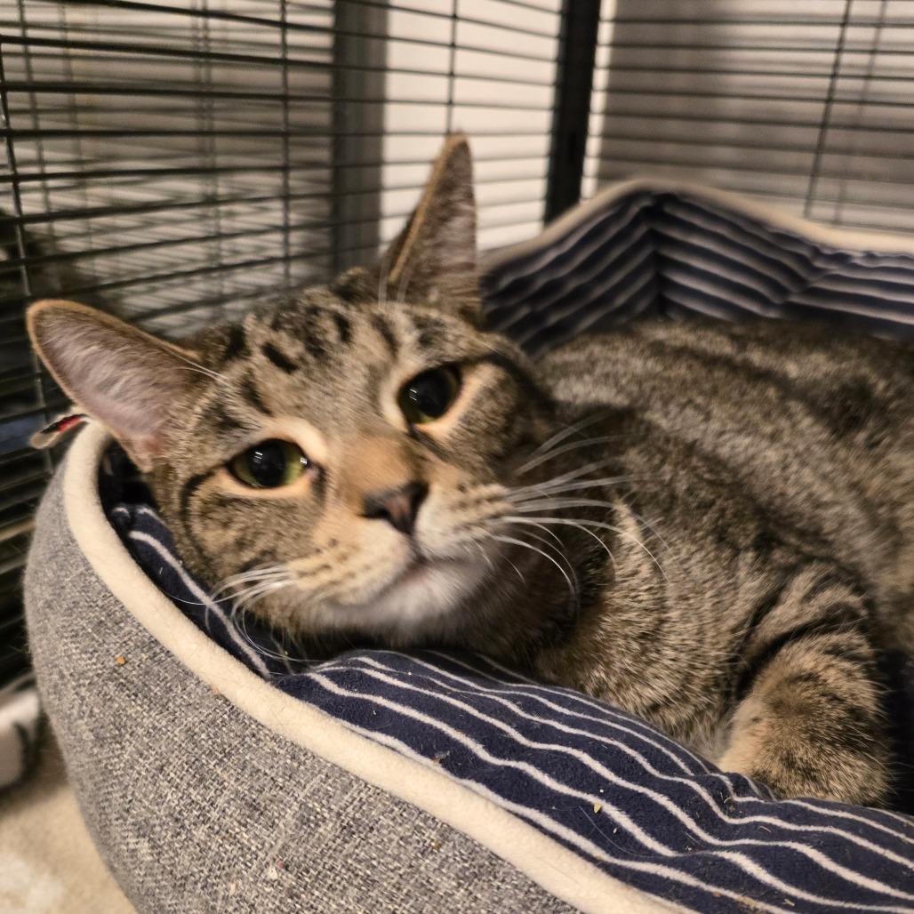 Enlarge Mad Hatter, a Adoptable Domestic Short Hair in Hanna City, IL image 3/3