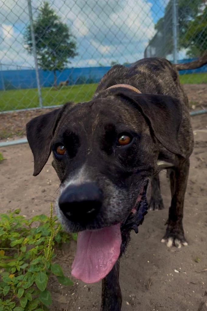 Hazel, Adoptable, Adult Female Hound & Mixed Breed.