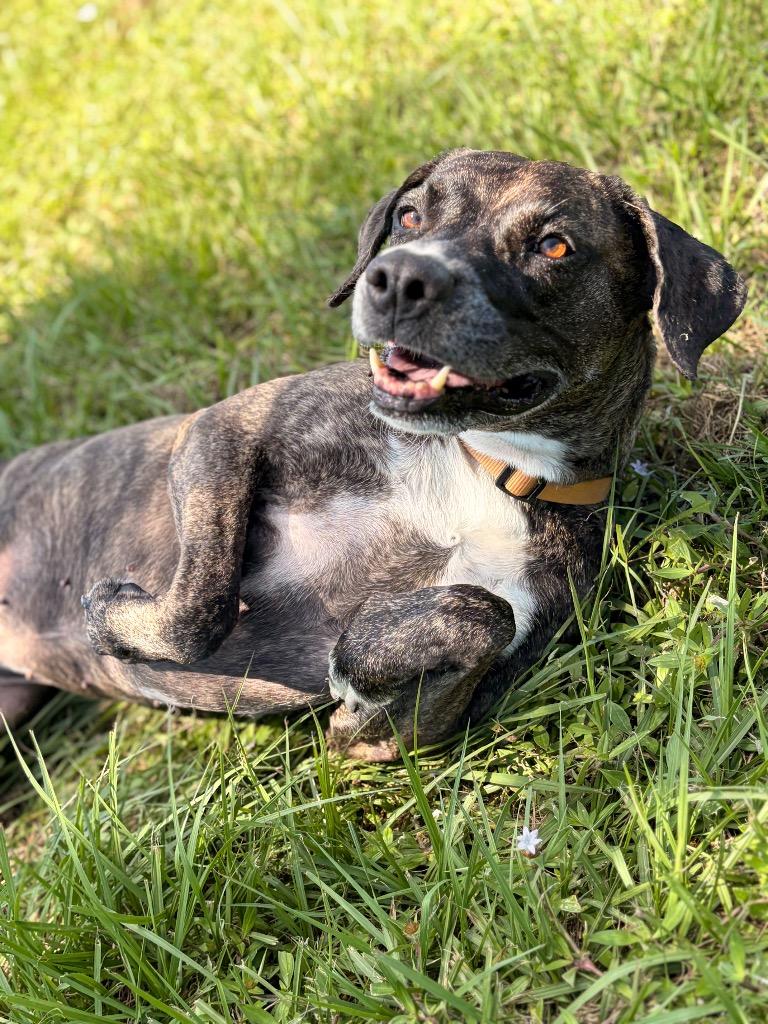 Hazel, Adoptable, Adult Female Hound & Mixed Breed.