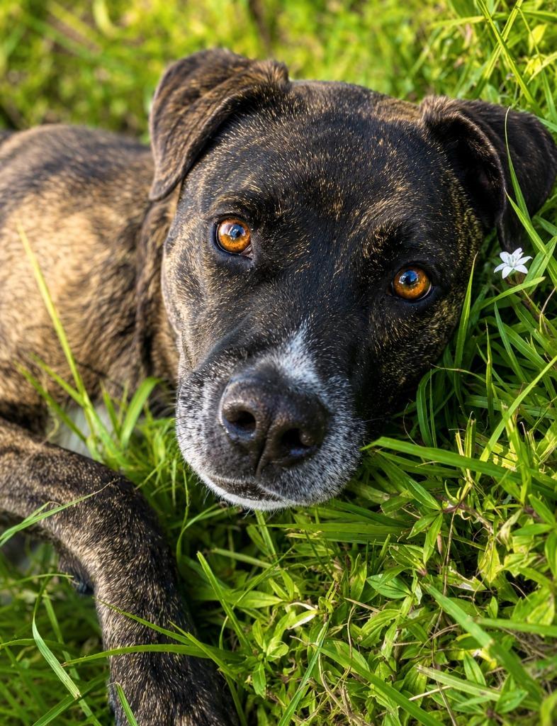 Hazel, a Adoptable mixed breed in Labelle, FL image 2/6