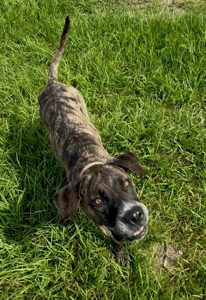 Hazel, a Adoptable mixed breed in Labelle, FL image 3/6