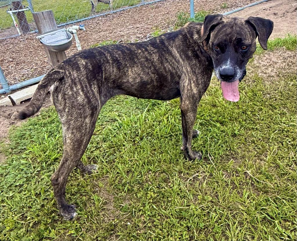 Hazel, a Adoptable mixed breed in Labelle, FL image 4/6
