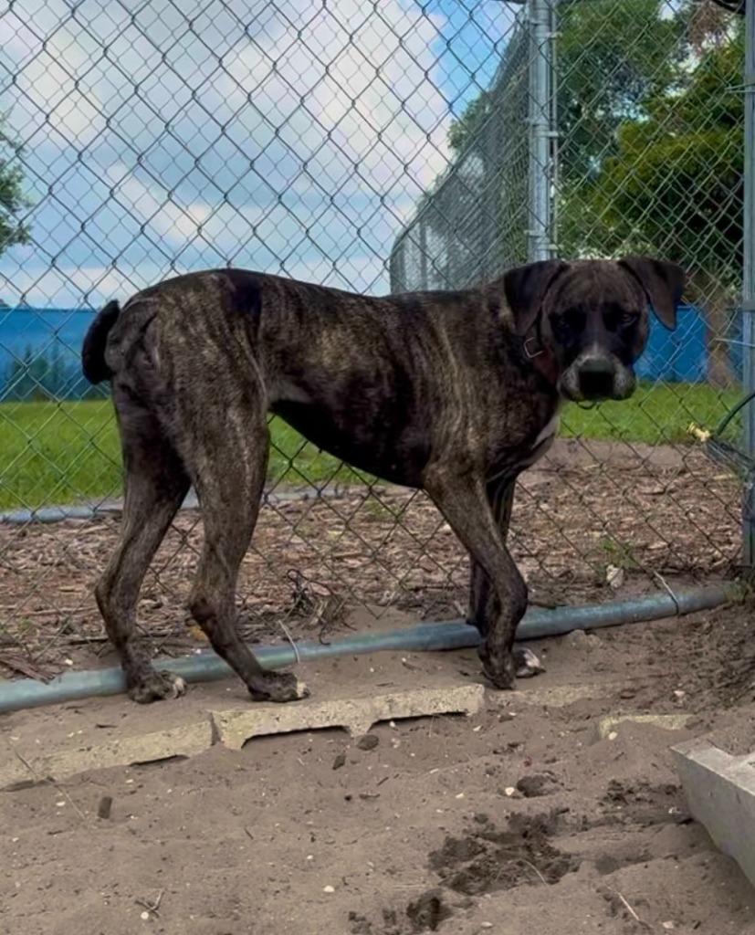 Hazel, a Adoptable mixed breed in Labelle, FL image 5/6