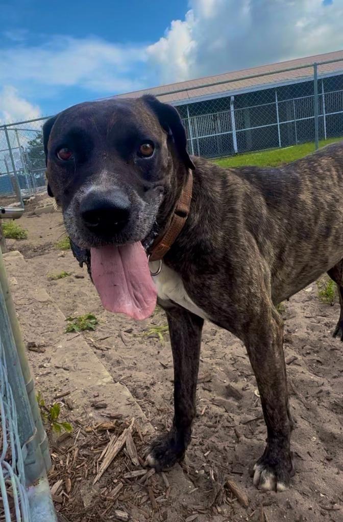 Hazel, a Adoptable mixed breed in Labelle, FL image 6/6