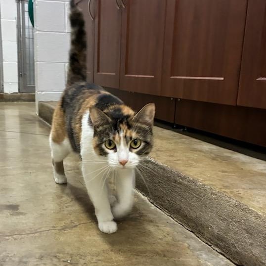 Enlarge Purrsilla, a ADOPTABLE Calico in Joliet, IL image 3/3