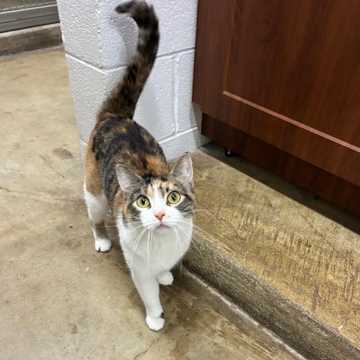 Enlarge Purrsilla, a ADOPTABLE Calico in Joliet, IL image 2/3