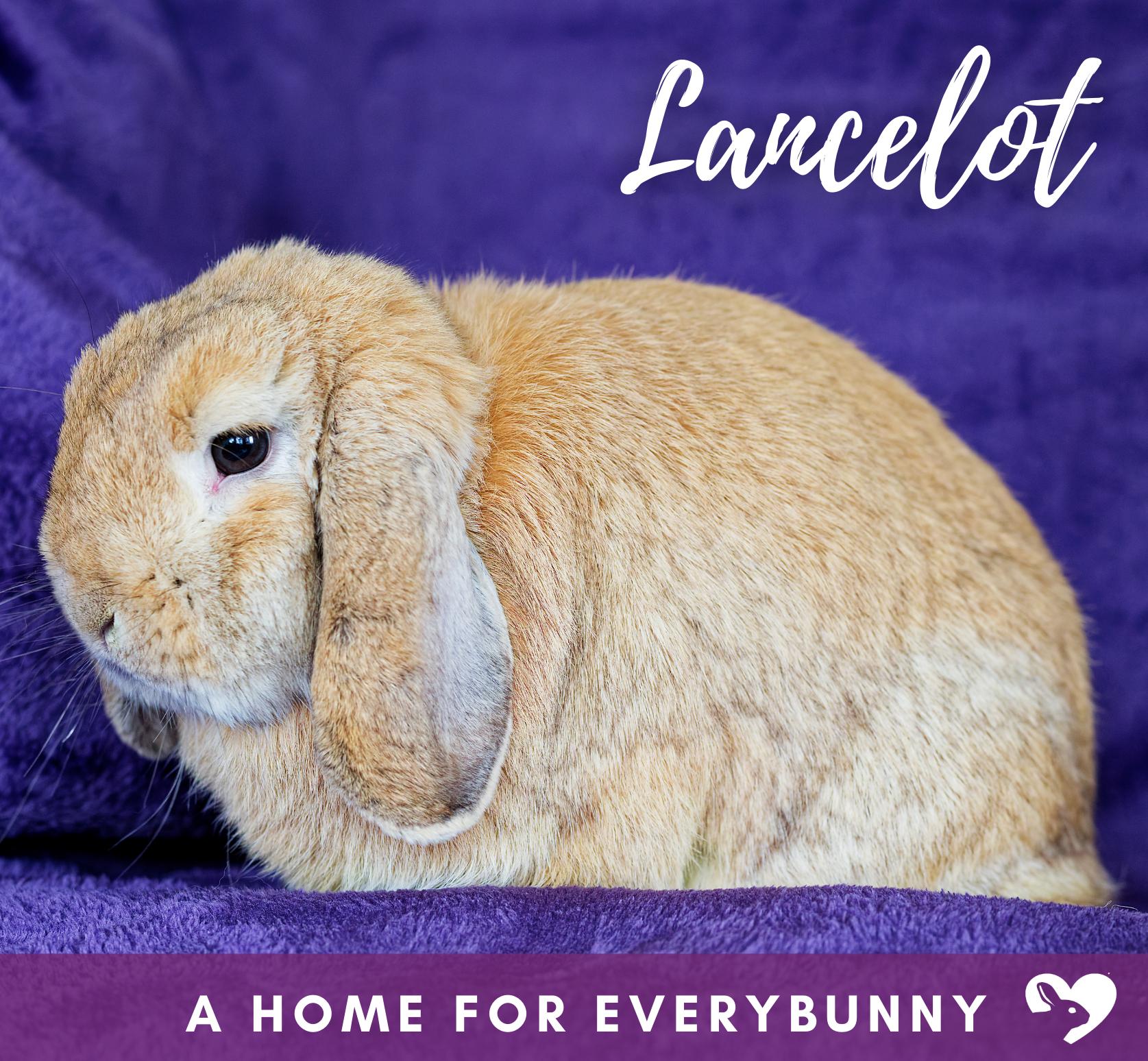 Lancelot, Adopted, Young Male Lop Eared.