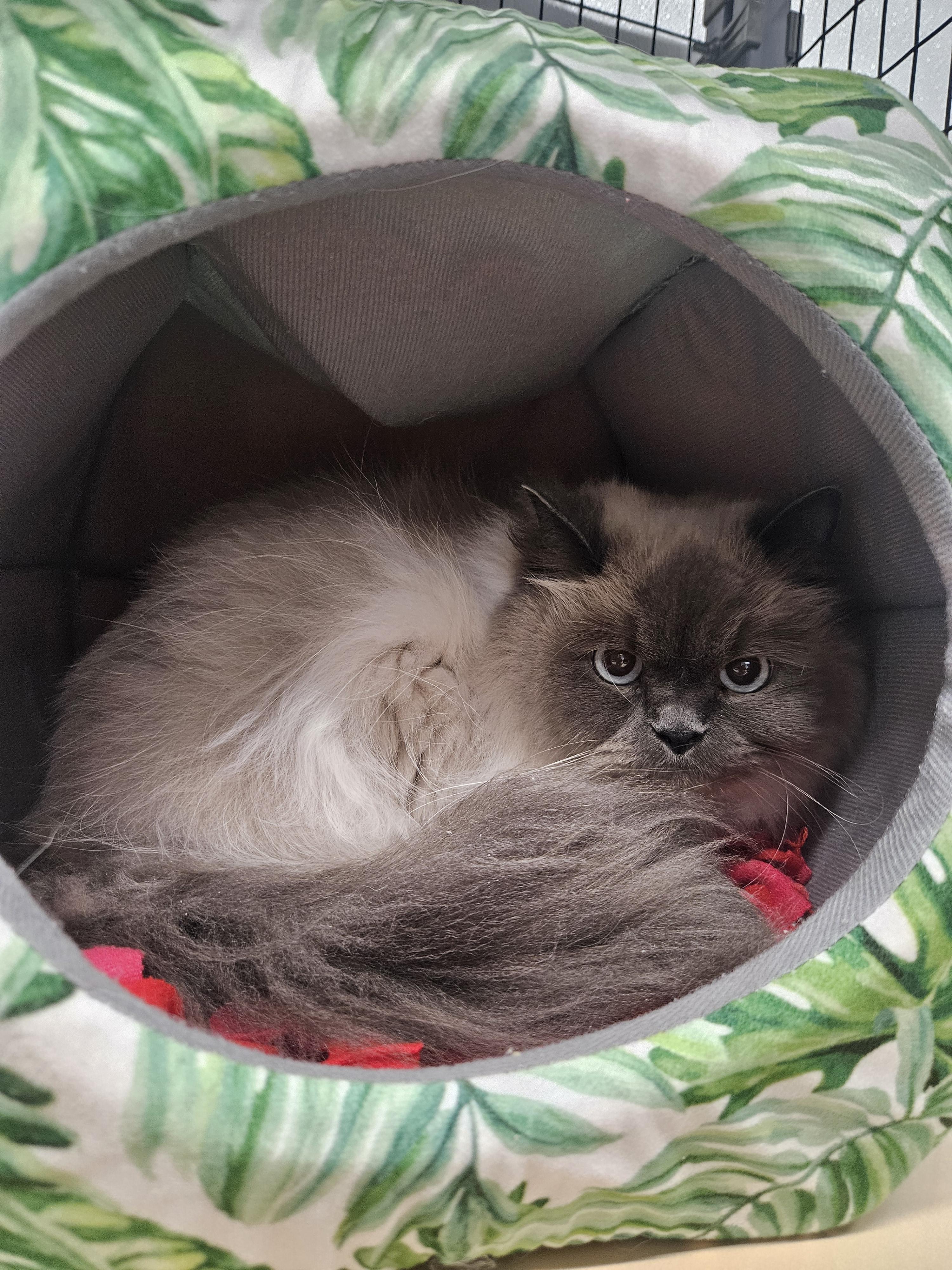 Merlin