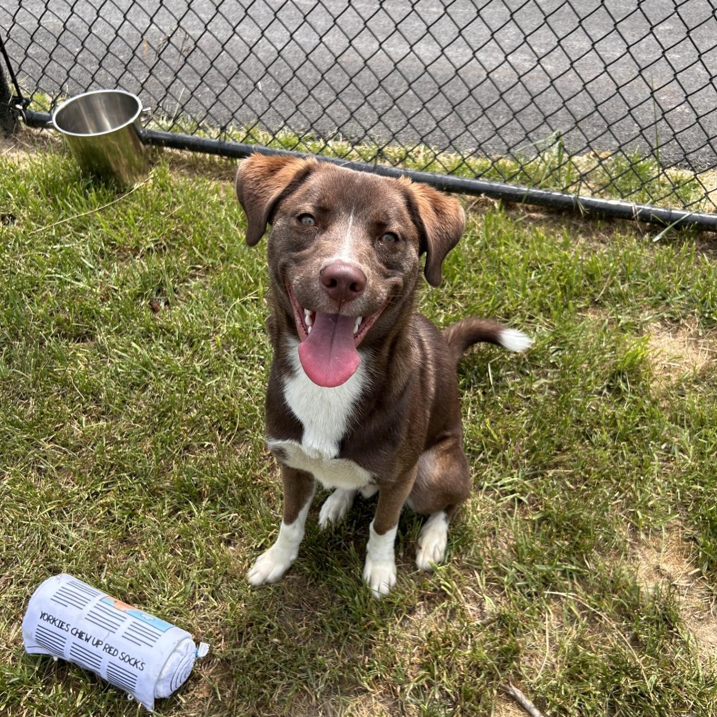 Alto, a ADOPTABLE mixed breed in Shepherdsville, KY image 4/5