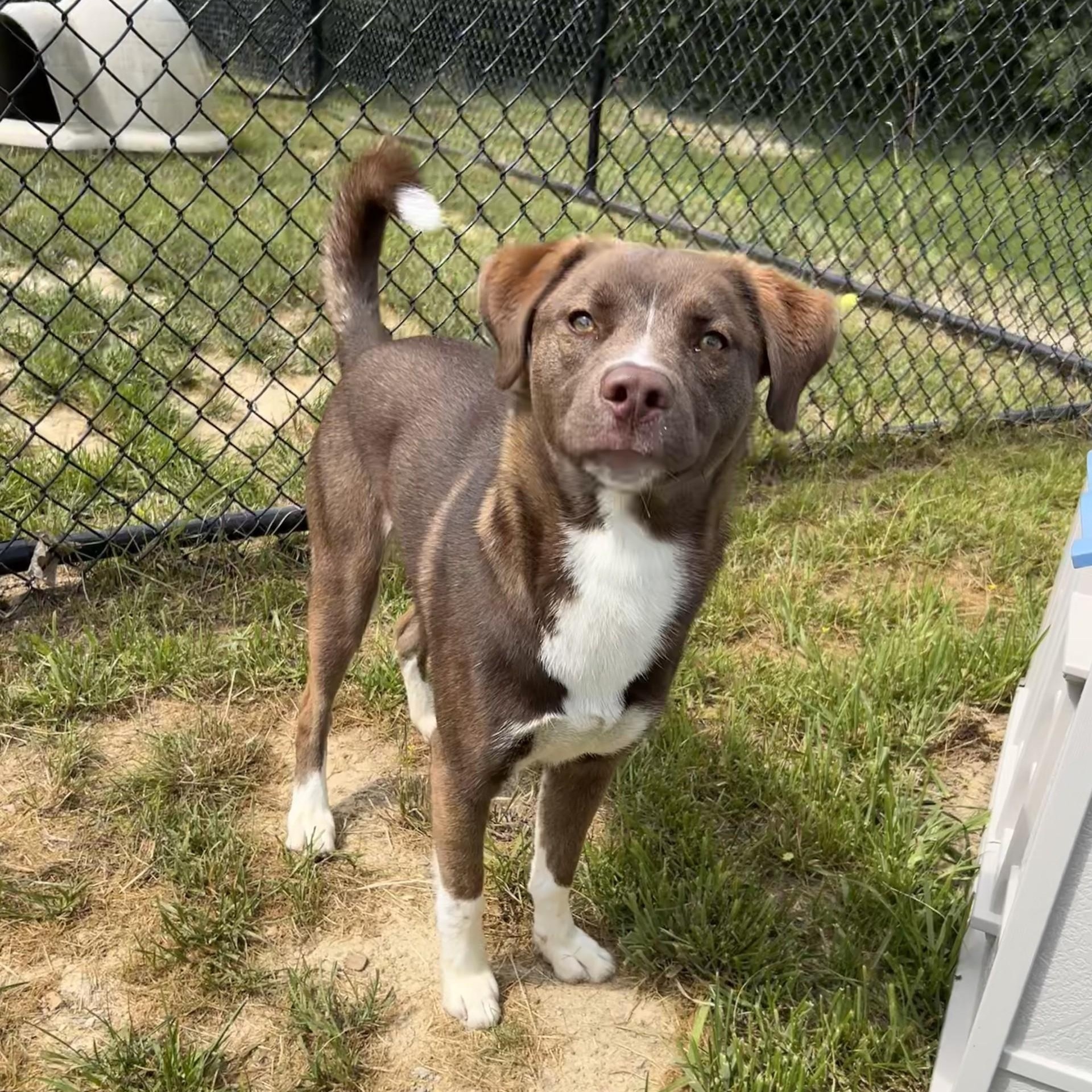 Alto, a ADOPTABLE mixed breed in Shepherdsville, KY image 5/5