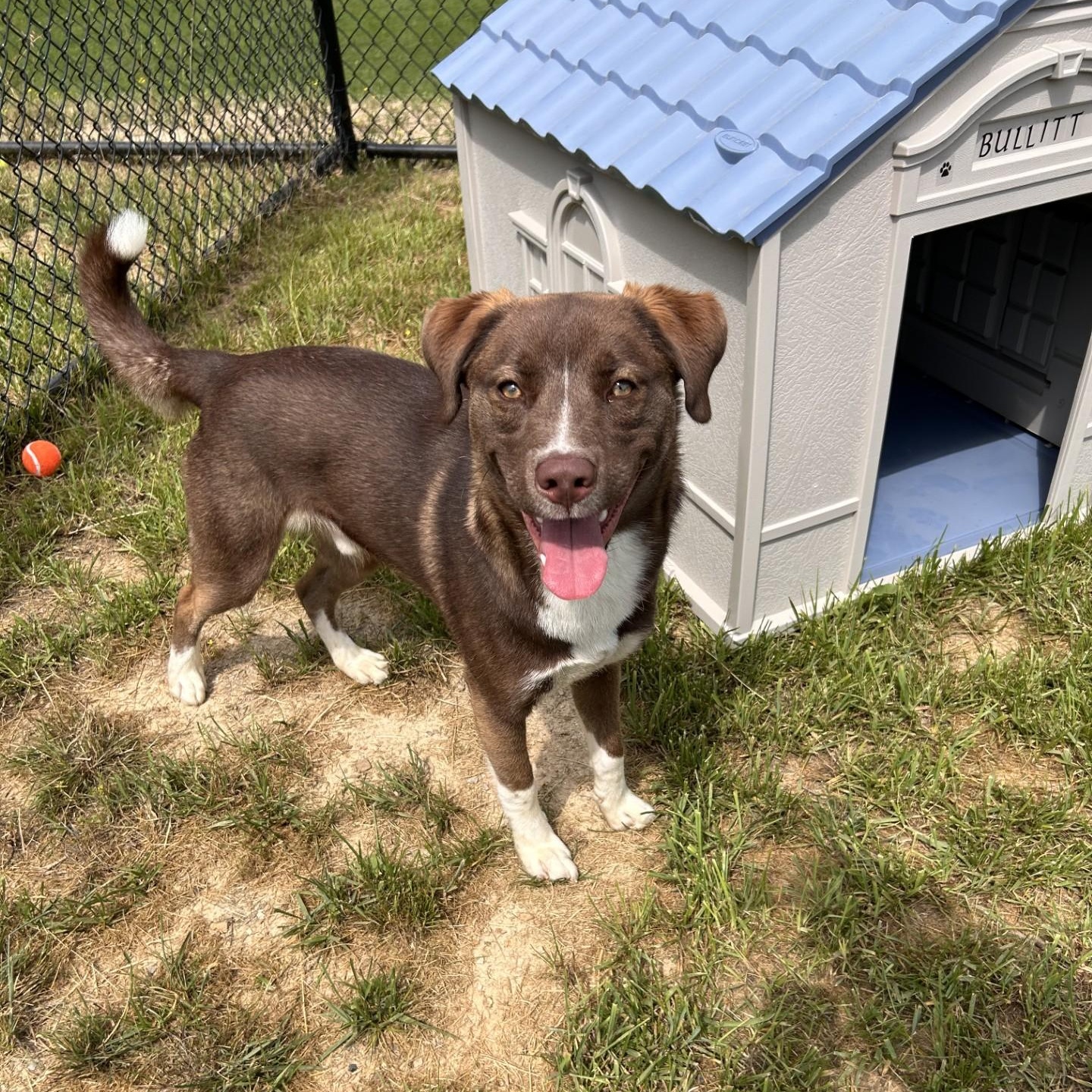 Alto, ADOPTABLE, Young Male Pit Bull Terrier & Labrador Retriever.