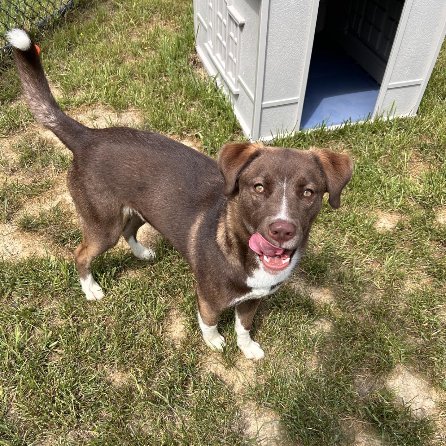 Alto, a ADOPTABLE mixed breed in Shepherdsville, KY image 2/5