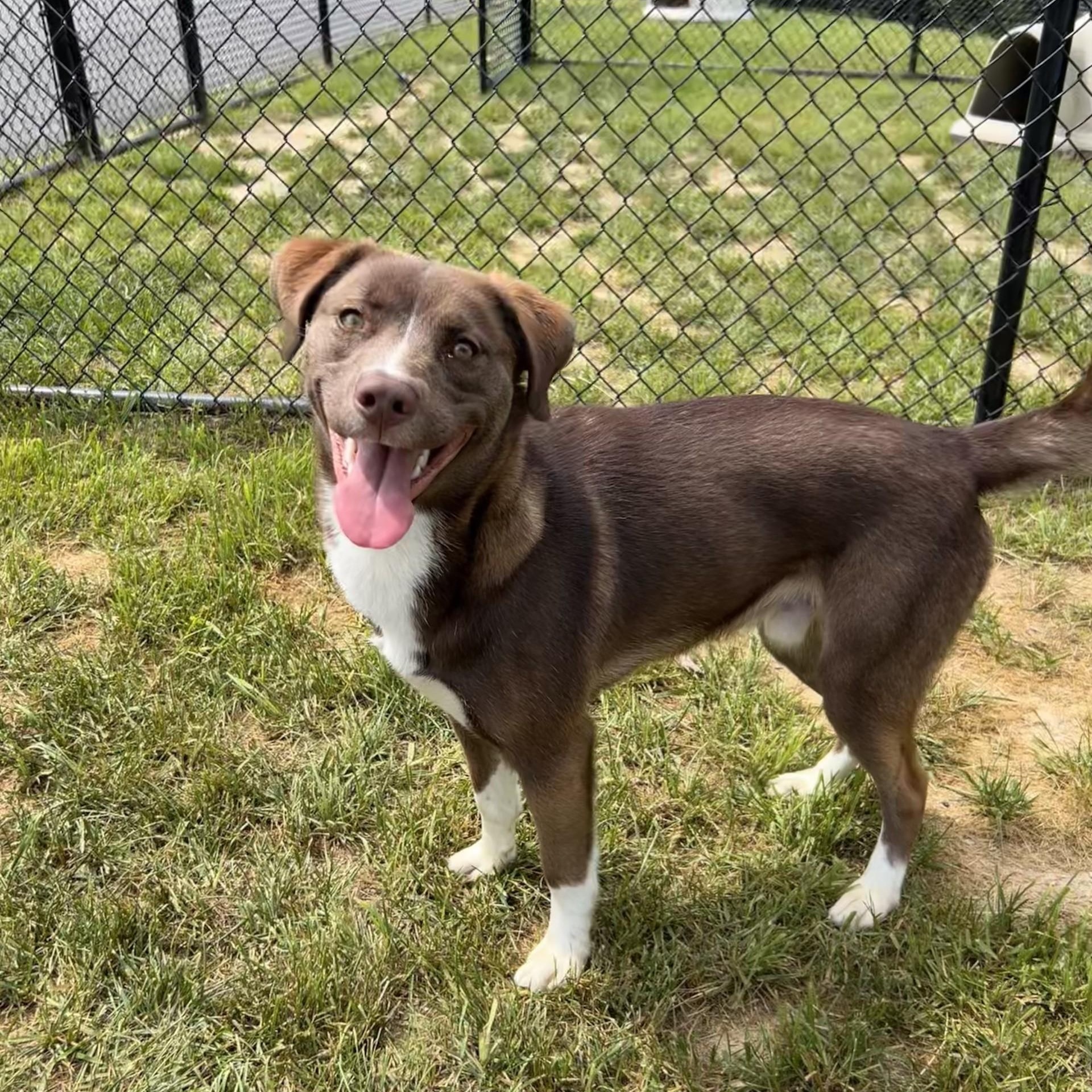 Alto, a ADOPTABLE mixed breed in Shepherdsville, KY image 3/5