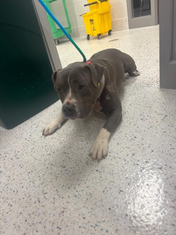 Bilmuri, Adoptable, Adult Male Pit Bull Terrier.