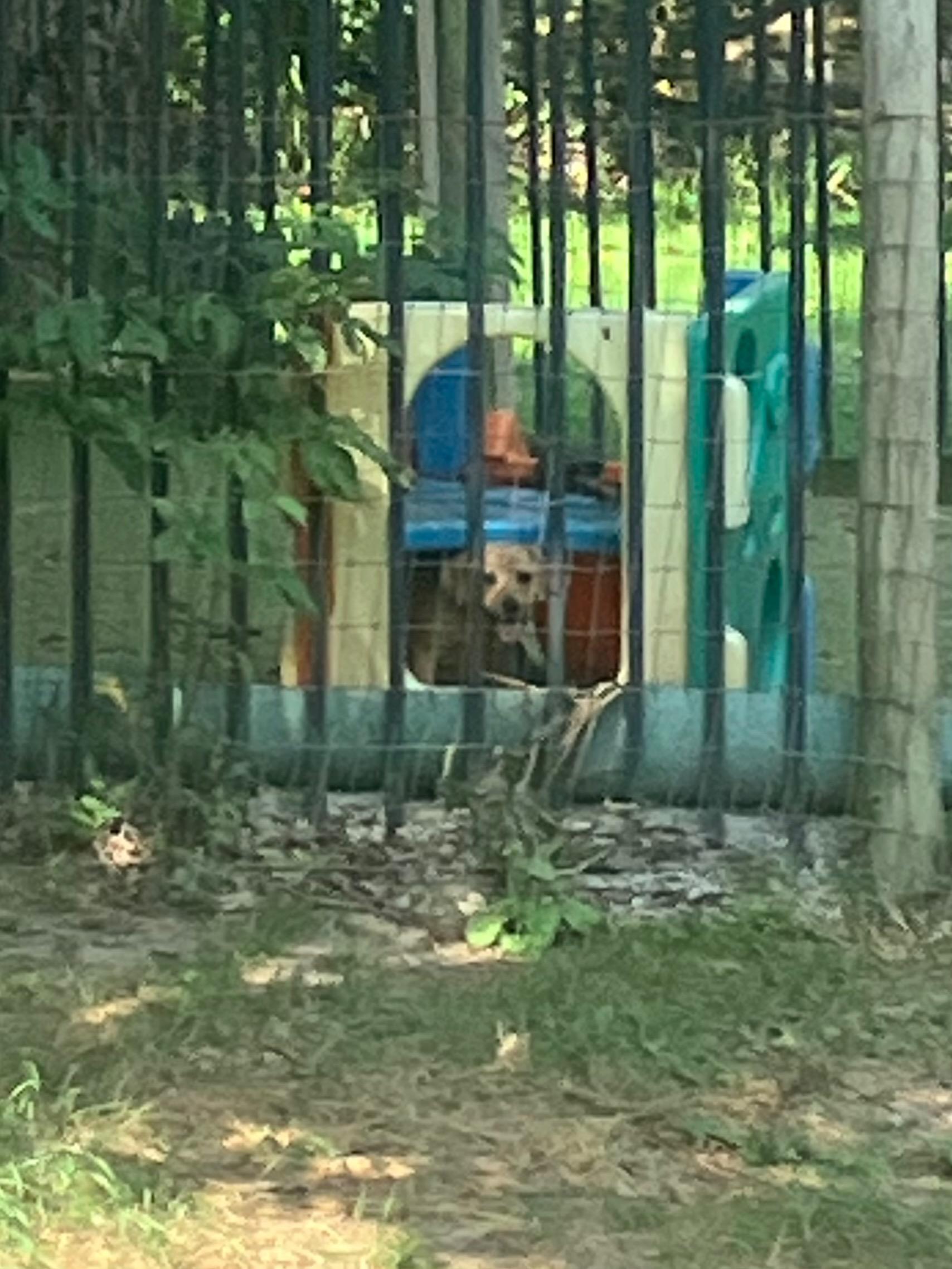 Charlotte, a Adopted mixed breed in Novelty, OH image 4/4