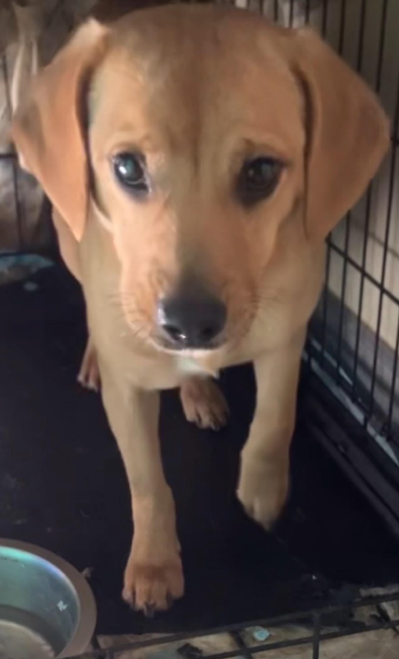 Charlotte, Adopted, Young Female Beagle & Dachshund.