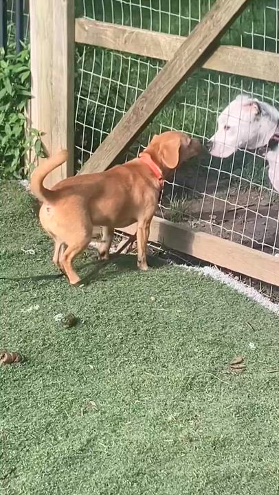 Enlarge Charlotte, a Adopted mixed breed in Novelty, OH video 3/4