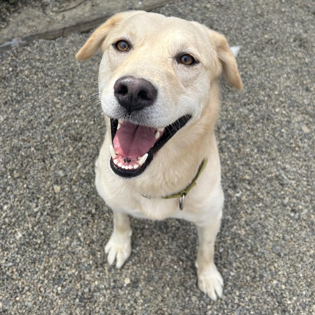 Nacho, a Adoptable mixed breed in Thomaston, ME image 1/3
