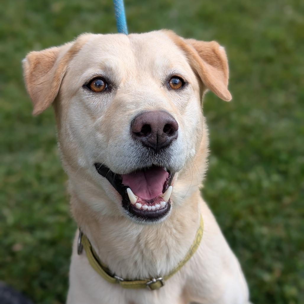 Nacho, a Adoptable mixed breed in Thomaston, ME image 2/3