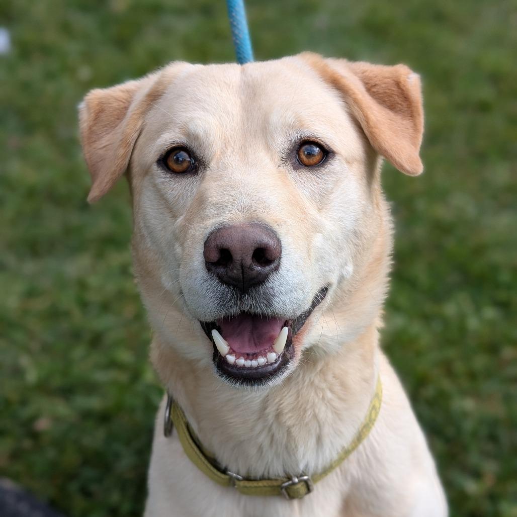 Nacho, a Adoptable mixed breed in Thomaston, ME image 3/3