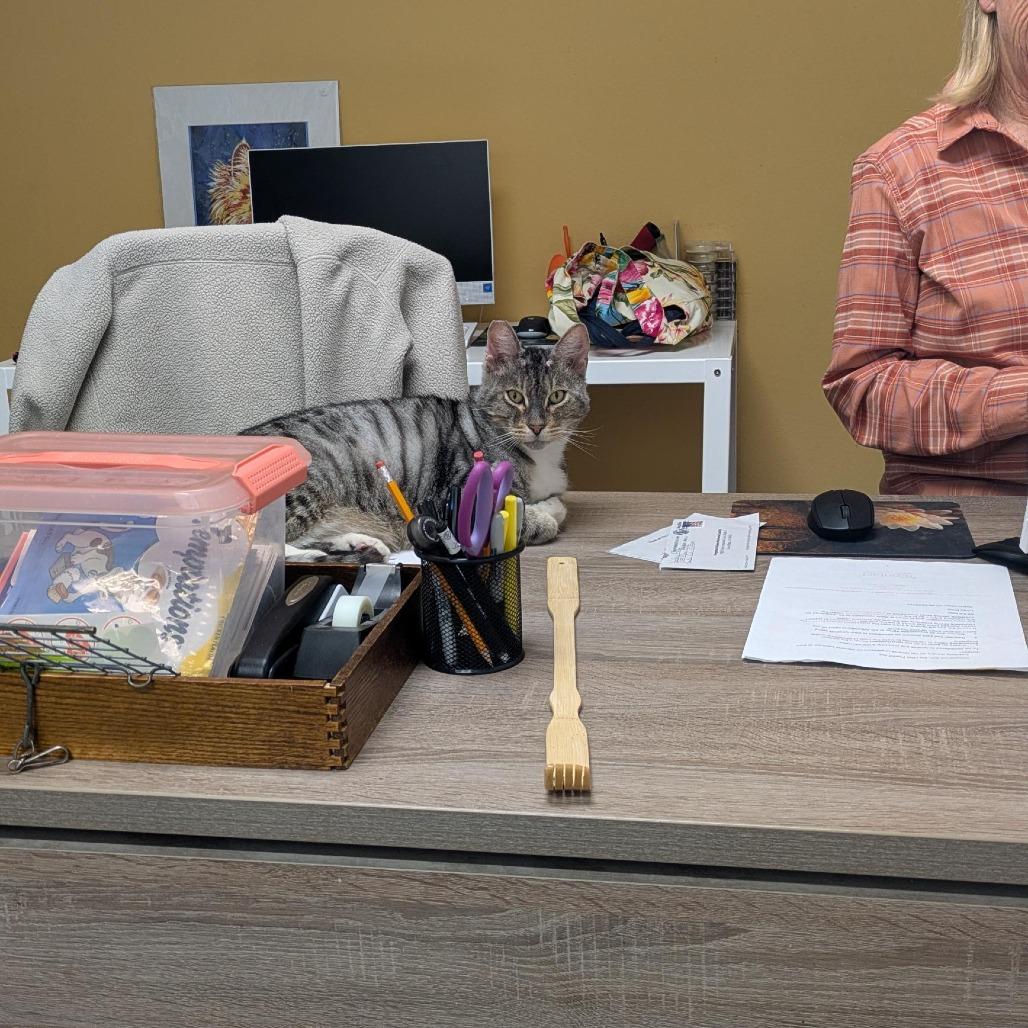 Enlarge FF: Cap'n Crunch, a Adoptable Domestic Short Hair in Santa Rosa, CA image 5/6