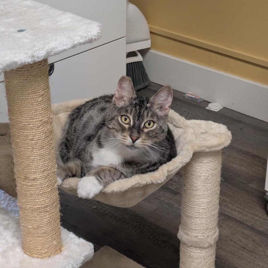 Enlarge FF: Cap'n Crunch, a Adoptable Domestic Short Hair in Santa Rosa, CA image 6/6