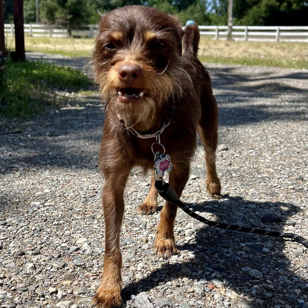 Miss Monkey, Adoptable, Adult Female Chihuahua & Terrier.