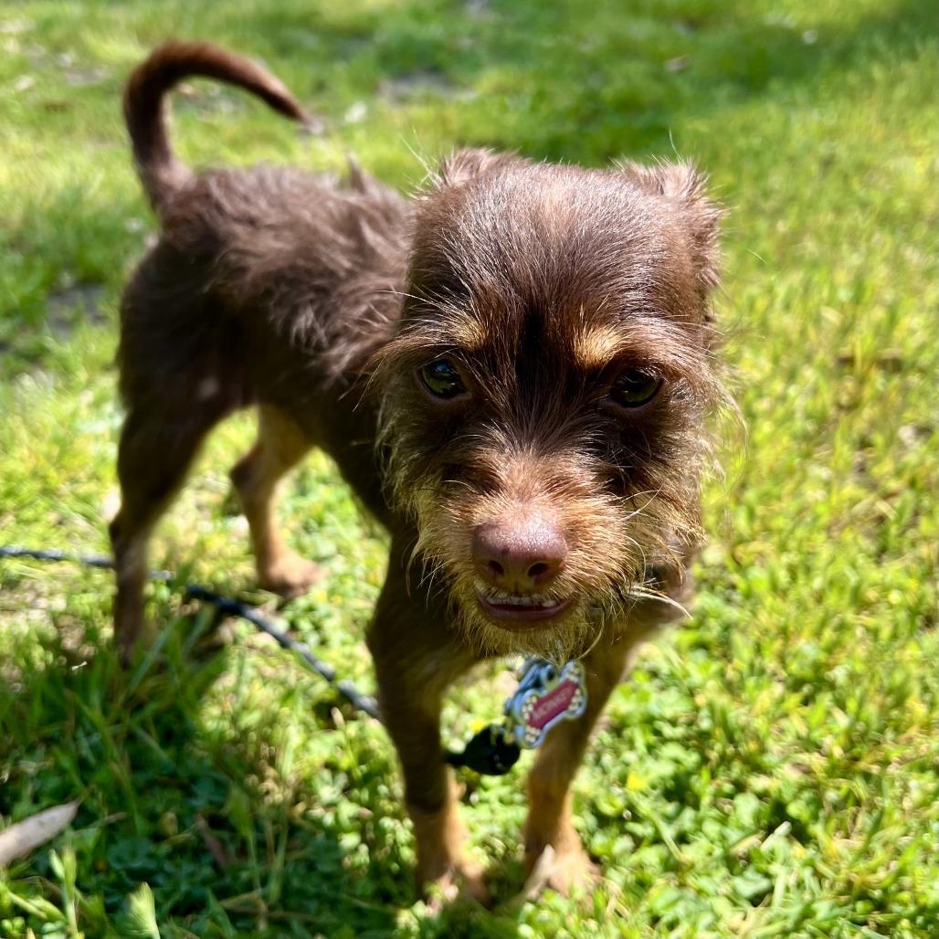 Miss Monkey, a Adoptable mixed breed in Sonoma, CA image 2/6
