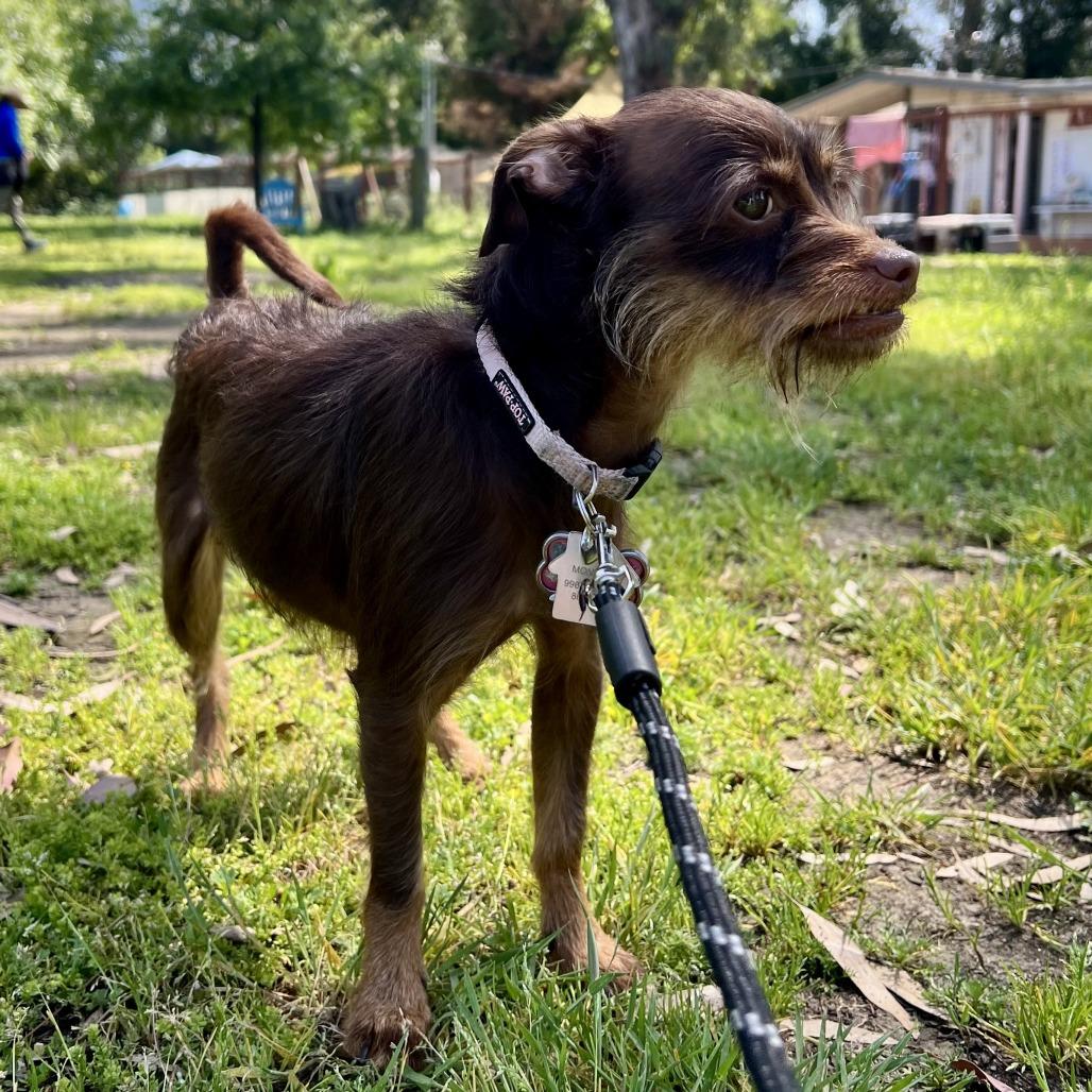 Miss Monkey, a Adoptable mixed breed in Sonoma, CA image 3/6