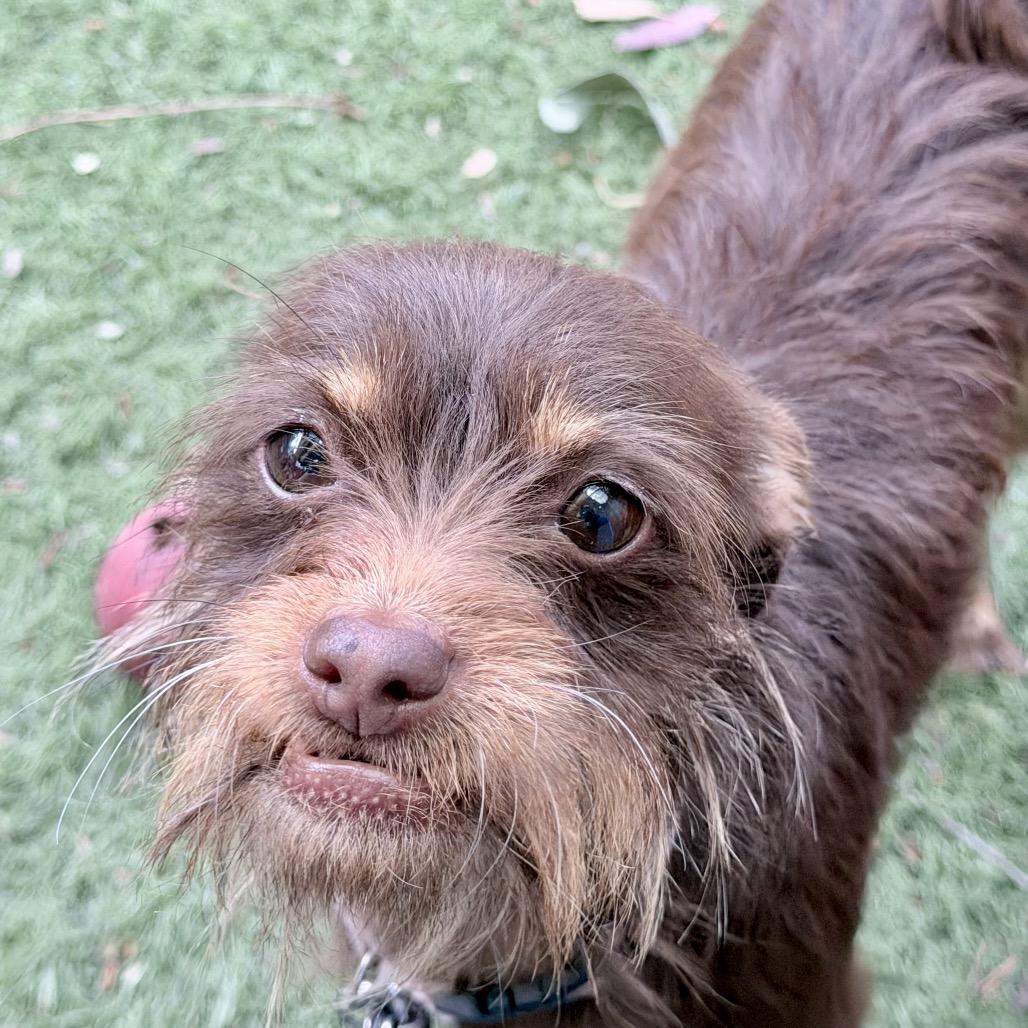 Miss Monkey, a Adoptable mixed breed in Sonoma, CA image 4/6