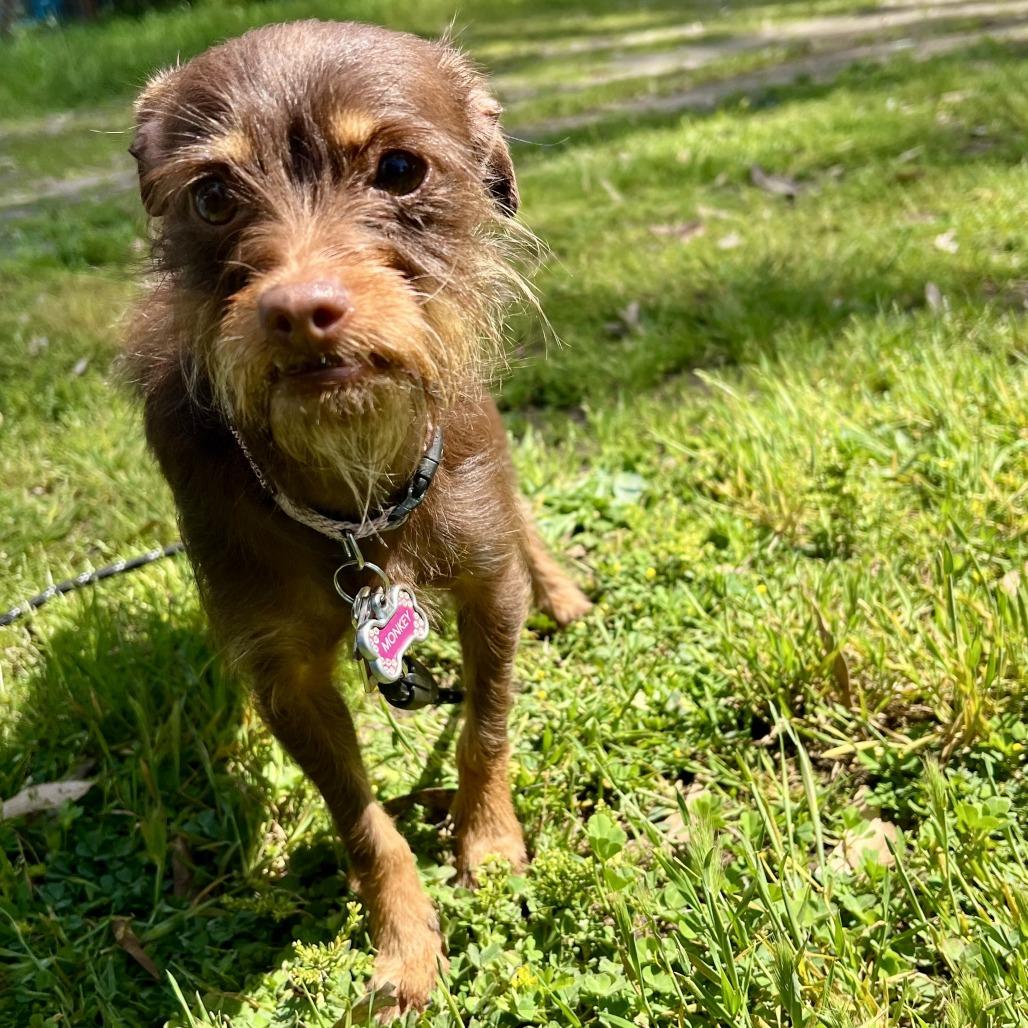 Miss Monkey, a Adoptable mixed breed in Sonoma, CA image 5/6