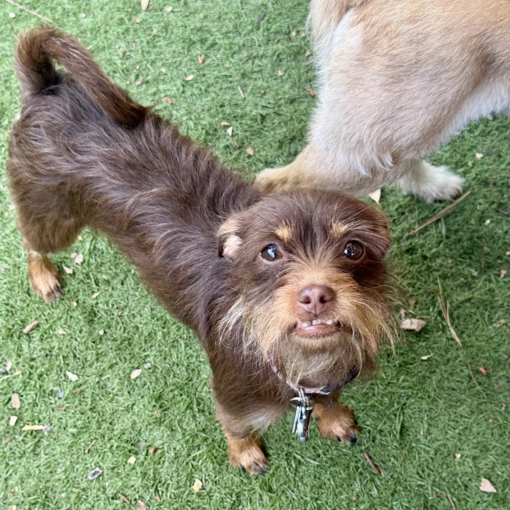 Miss Monkey, a Adoptable mixed breed in Sonoma, CA image 6/6