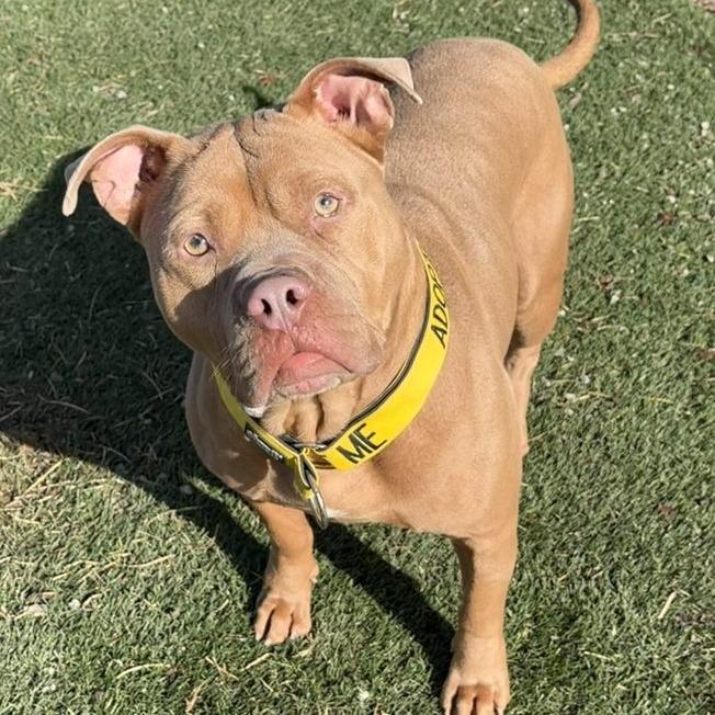 Membrane, a Adoptable Pit Bull Terrier in Newport, NC image 1/6