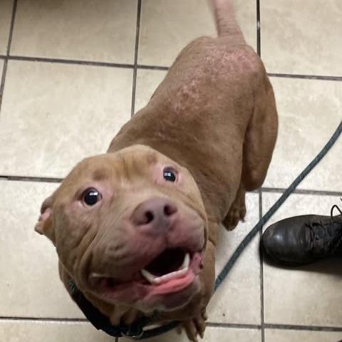 Membrane, a Adoptable Pit Bull Terrier in Newport, NC image 3/6