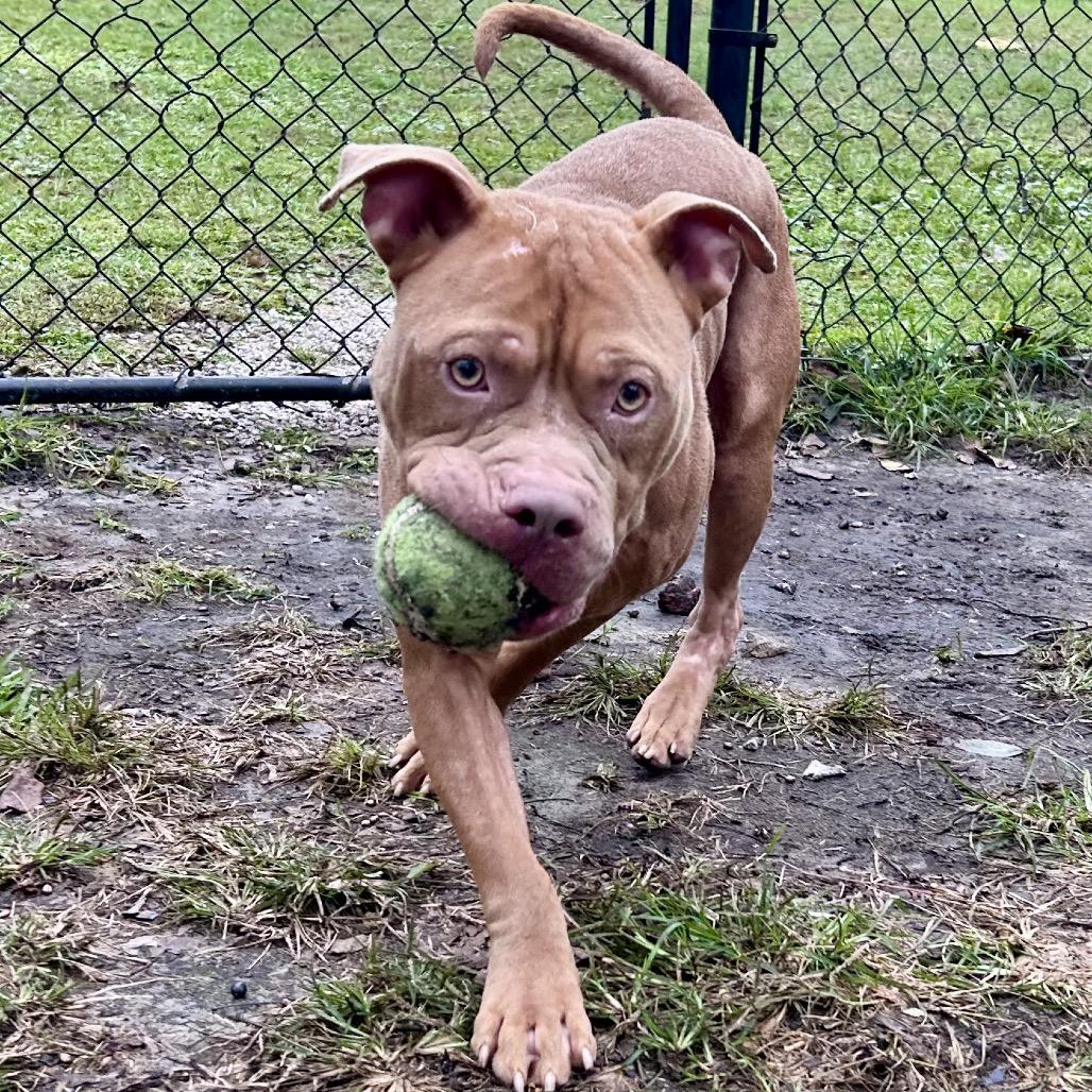 Membrane, a Adoptable Pit Bull Terrier in Newport, NC image 4/6