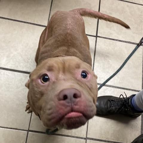 Membrane, a Adoptable Pit Bull Terrier in Newport, NC image 5/6