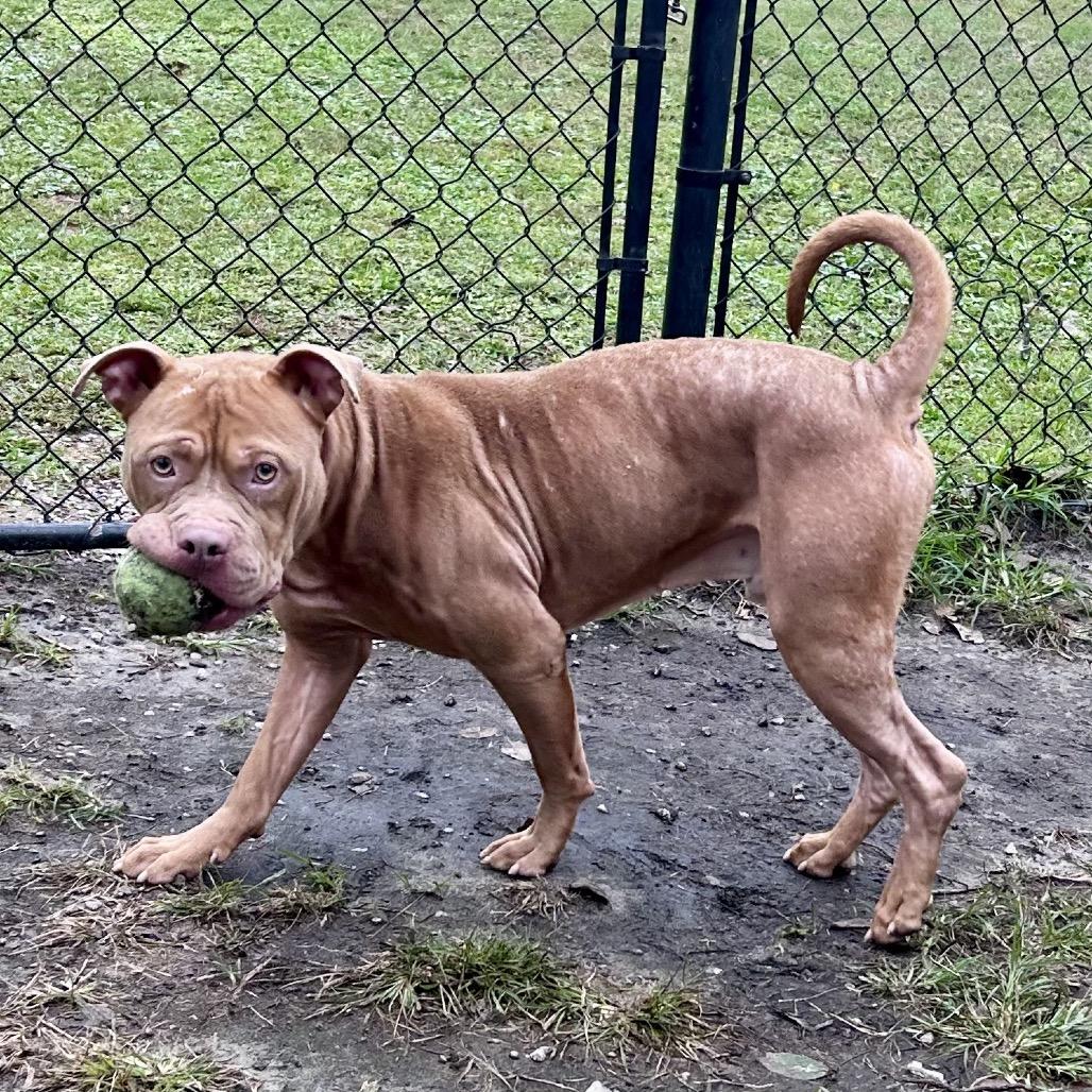 Membrane, a Adoptable Pit Bull Terrier in Newport, NC image 6/6