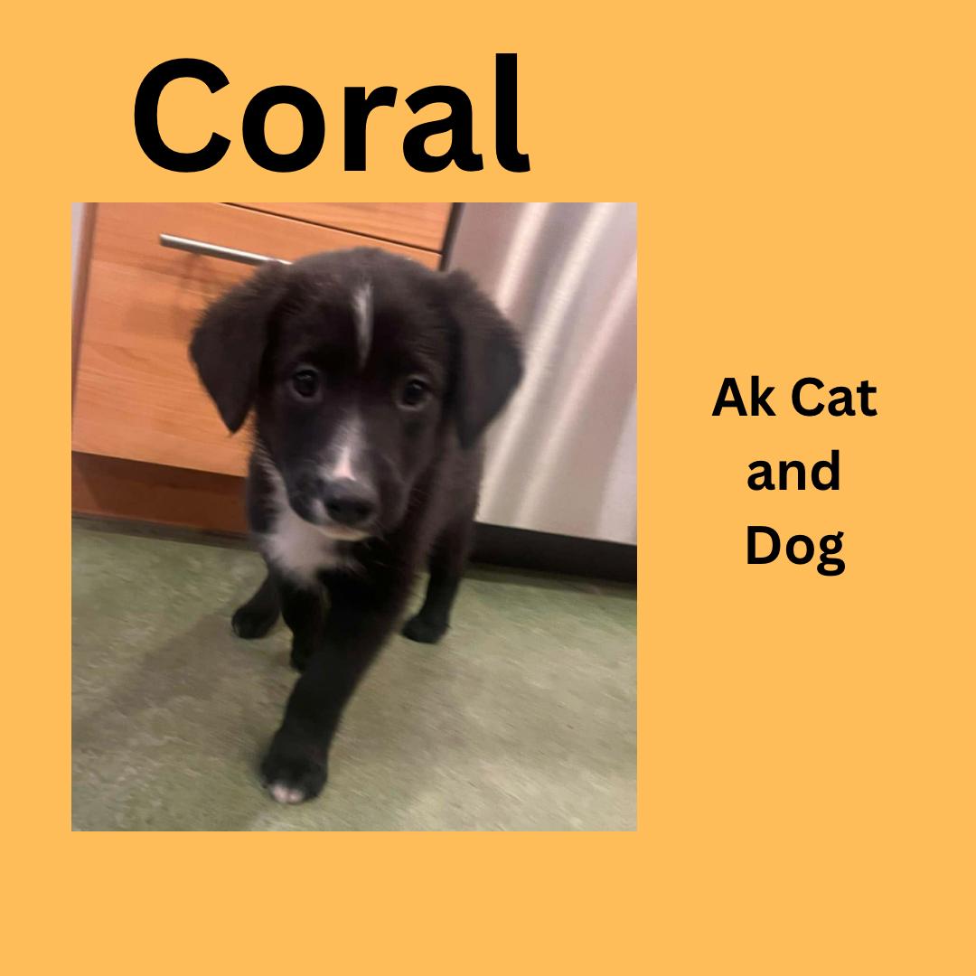 Coral (Atlanta pup 2), Adopted, Young Female Labrador Retriever.